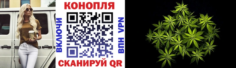Купить где  Сунжа  Конопля гибрид 